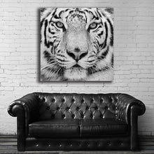 Load image into Gallery viewer, #501BW Tiger
