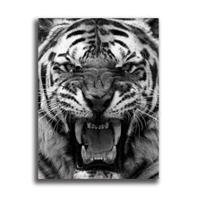 Load image into Gallery viewer, #701BW Tiger
